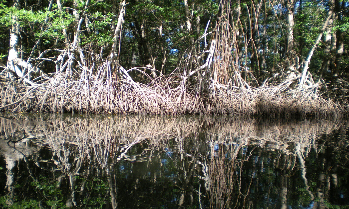 MANGROVE GUATEMALA